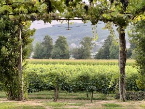 Photo of a vineyard in Portugal
