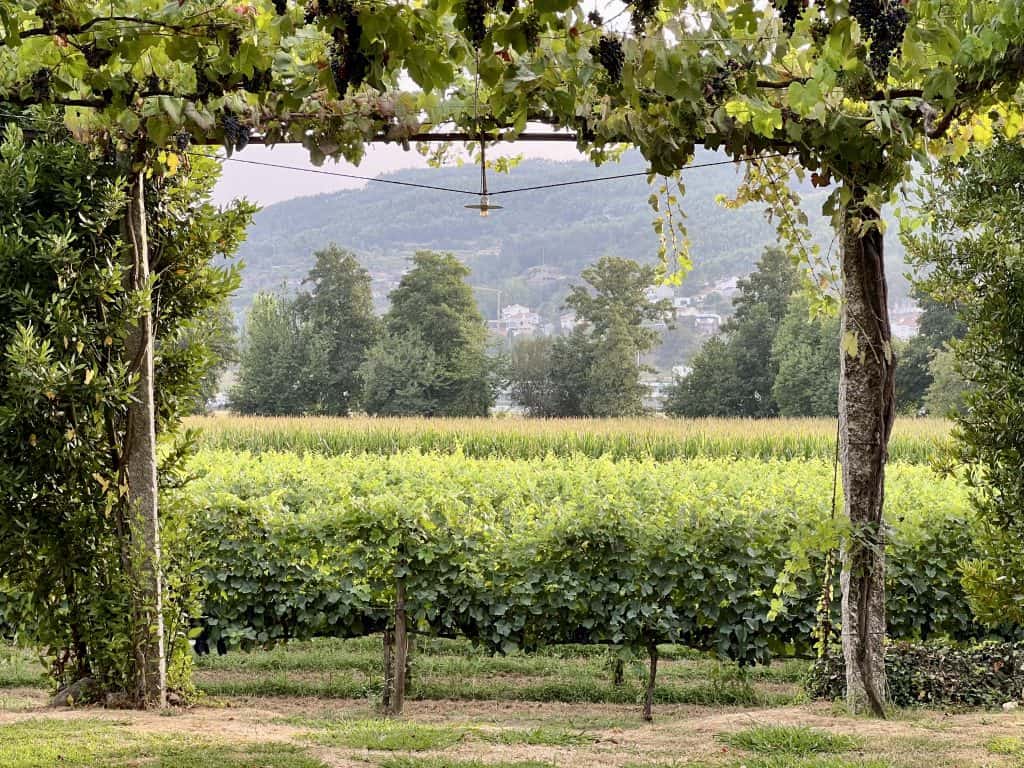 Photo of a vineyard in Portugal