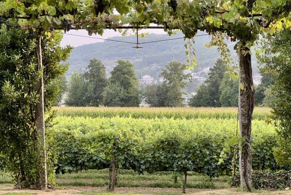 Photo of a vineyard in Portugal